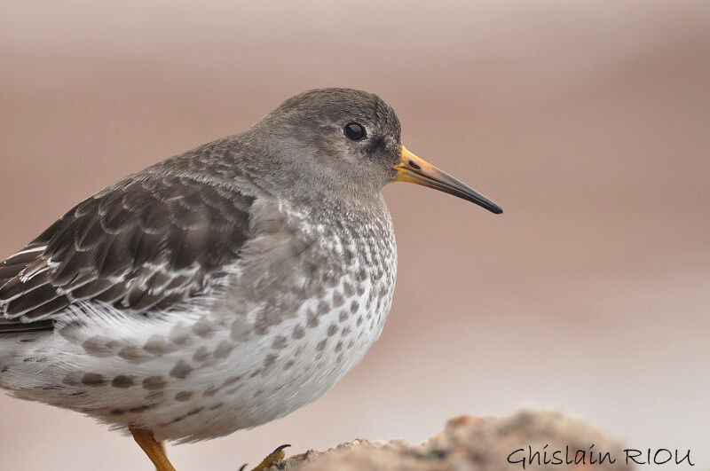 Purple Sandpiper