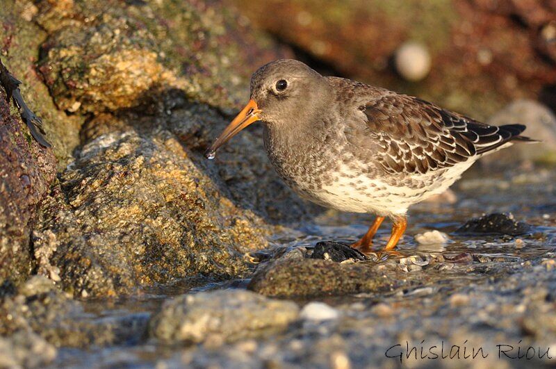 Purple Sandpiper