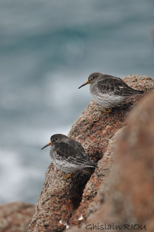 Purple Sandpiper