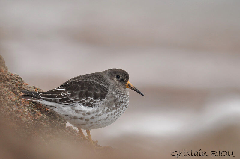 Purple Sandpiper