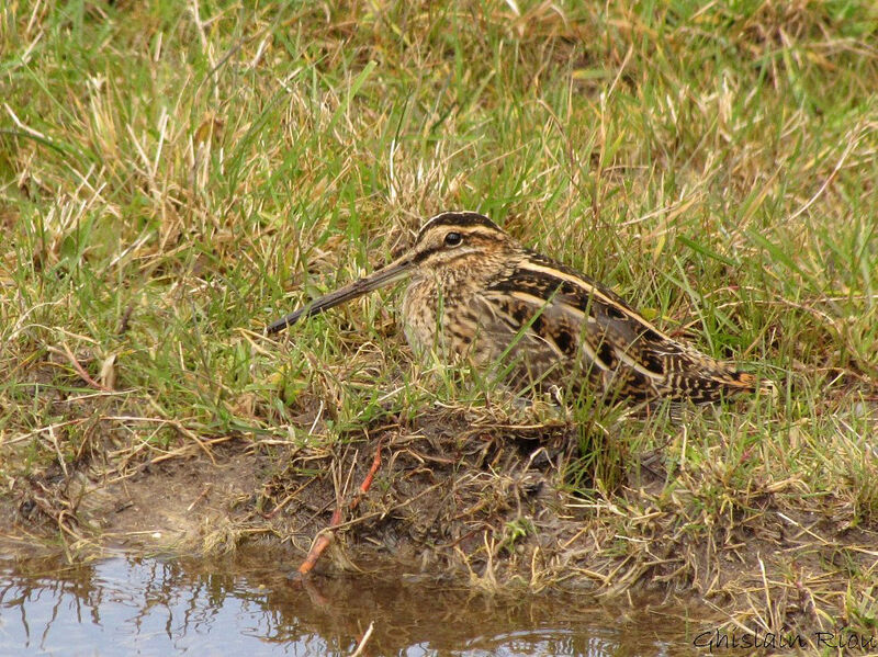 Common Snipe