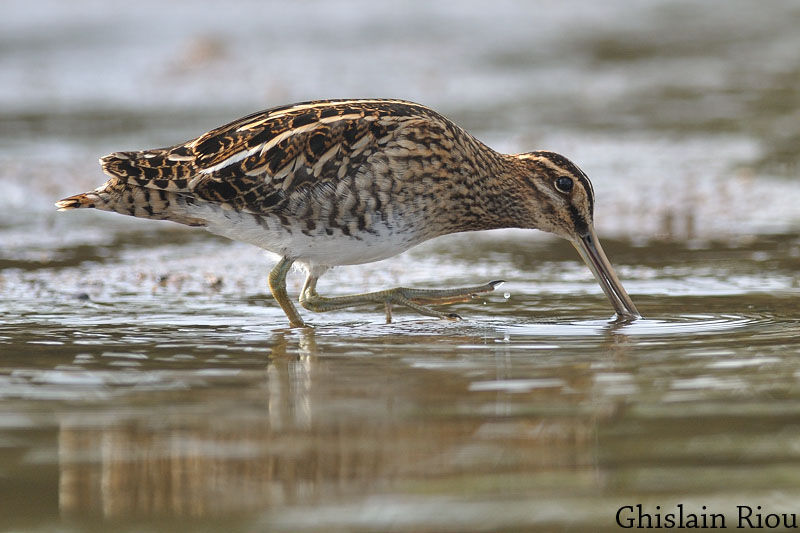 Common Snipe