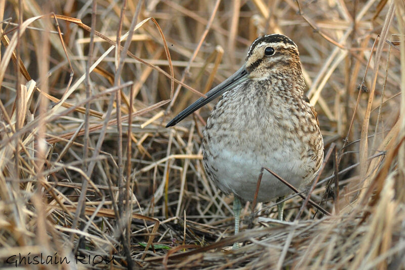 Common Snipe