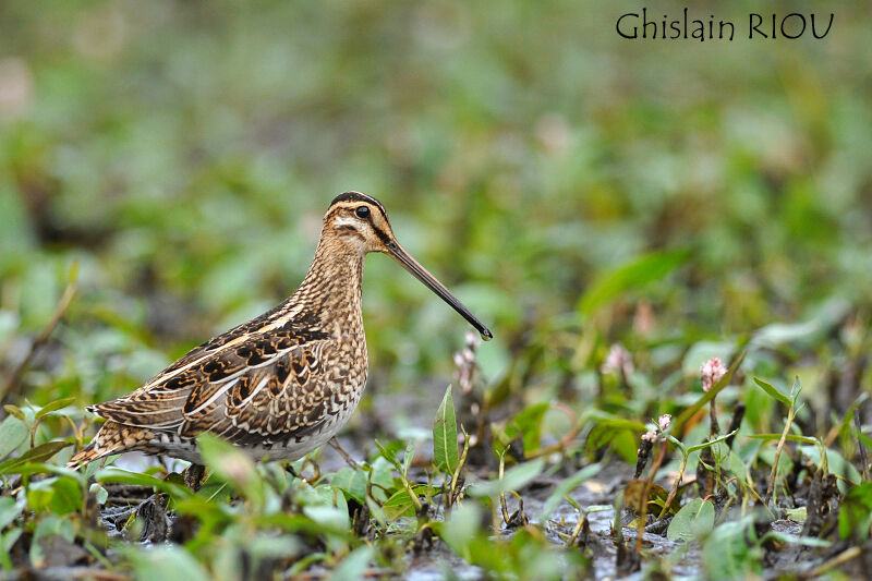 Common Snipejuvenile