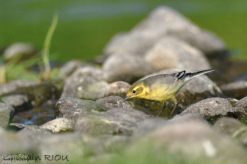 Bergeronnette citrine femelle adulte, pêche/chasse, Comportement