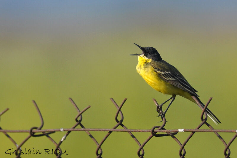 Western Yellow Wagtail (feldegg)