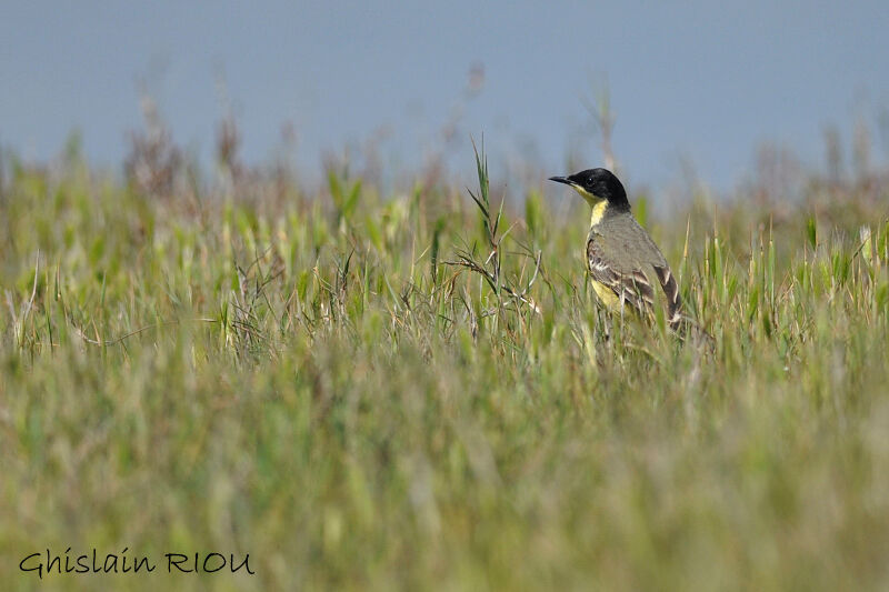 Western Yellow Wagtail (feldegg)