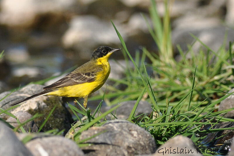 Western Yellow Wagtail (feldegg)