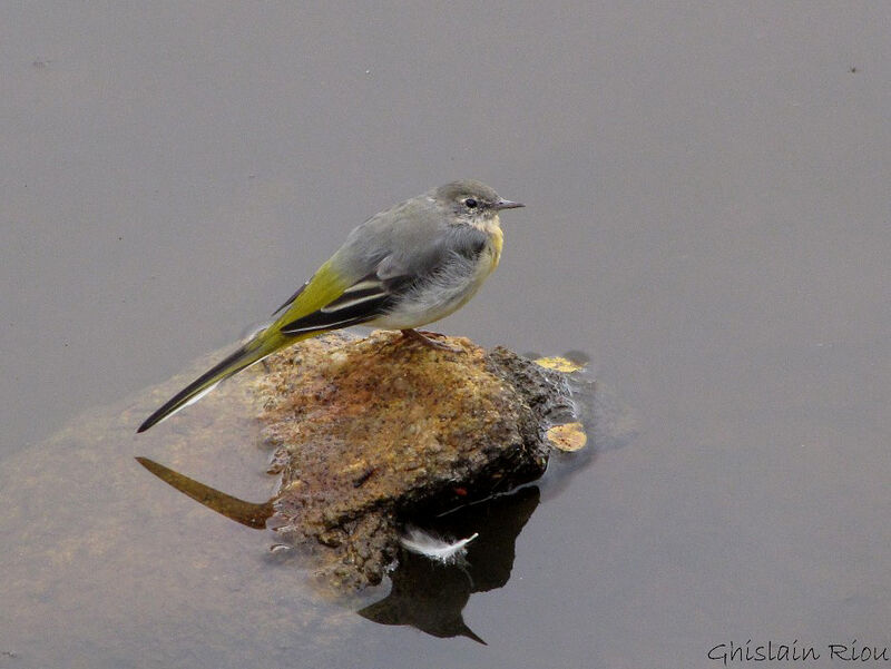 Grey Wagtail