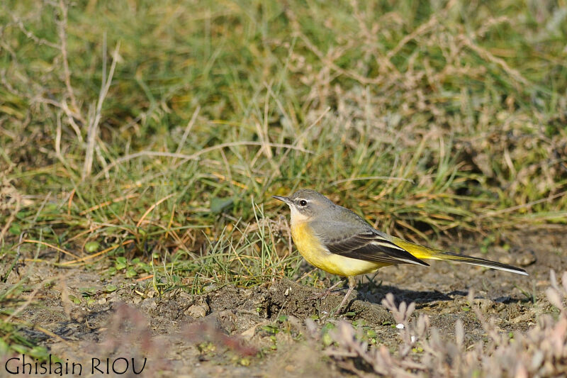 Grey Wagtail