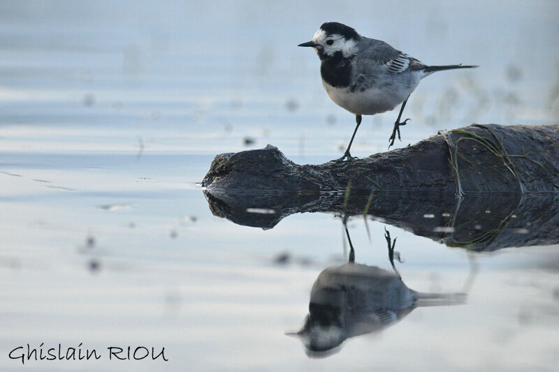 White Wagtail