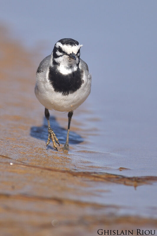 White Wagtail