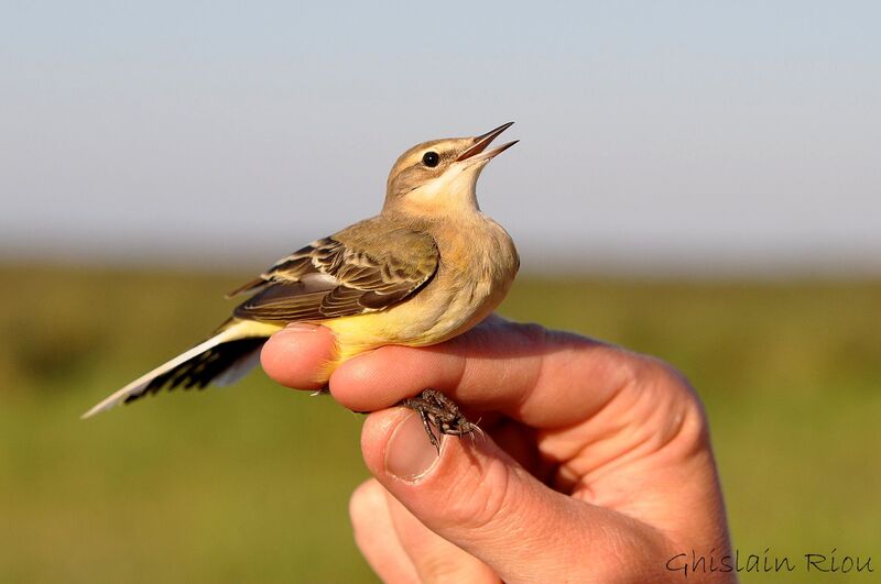 Western Yellow Wagtailjuvenile