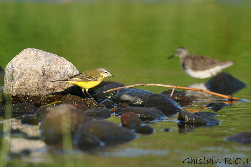 Western Yellow Wagtail