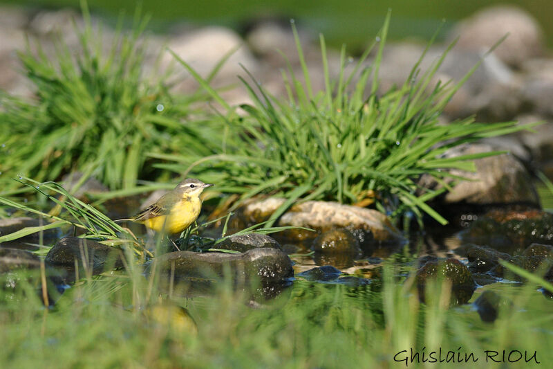 Western Yellow Wagtail