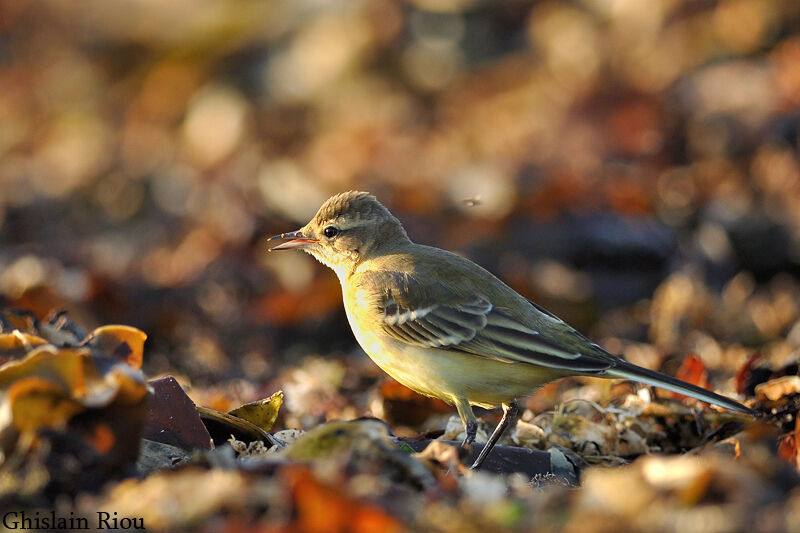 Western Yellow Wagtail