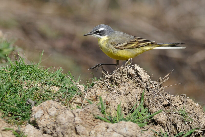 Western Yellow Wagtail male