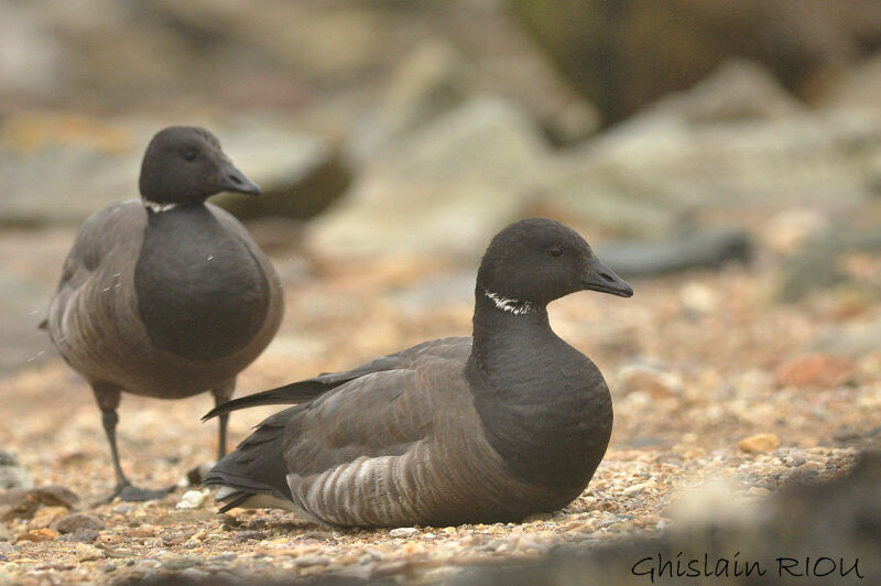 Brant Gooseadult