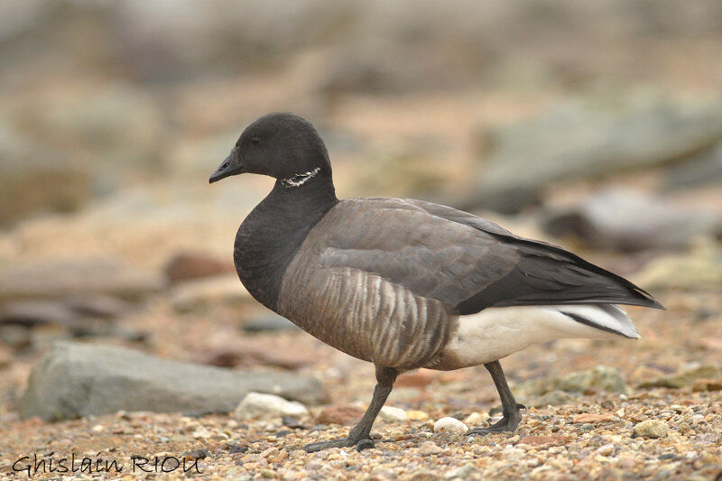 Brant Gooseadult