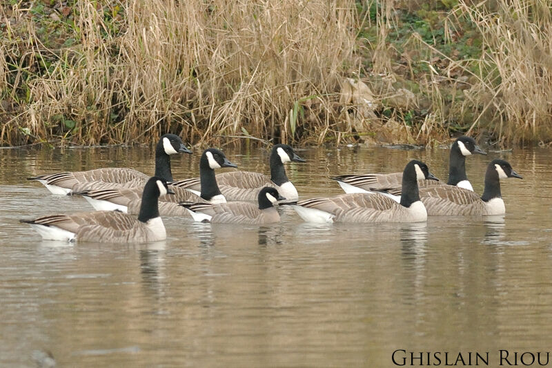 Cackling Goose