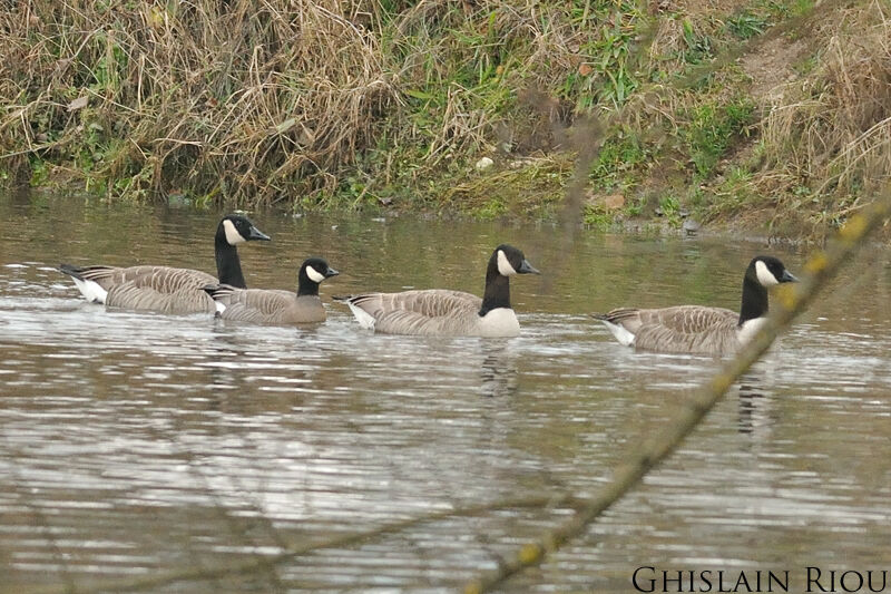 Cackling Goose