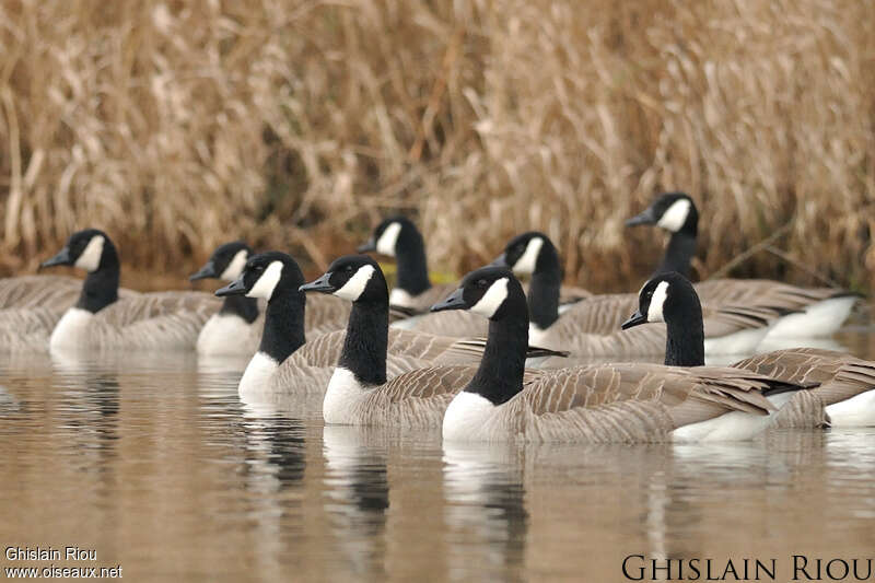 Canada Gooseadult, Behaviour