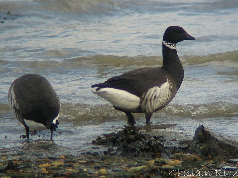 Brant Goose (nigricans)