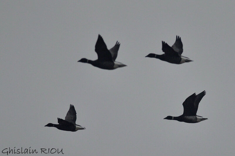 Brant Goose (nigricans)adult