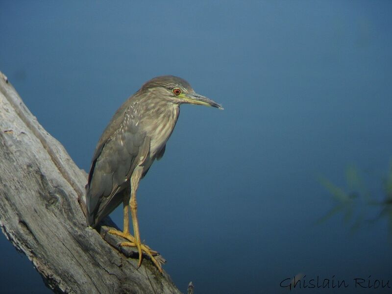 Black-crowned Night Heron