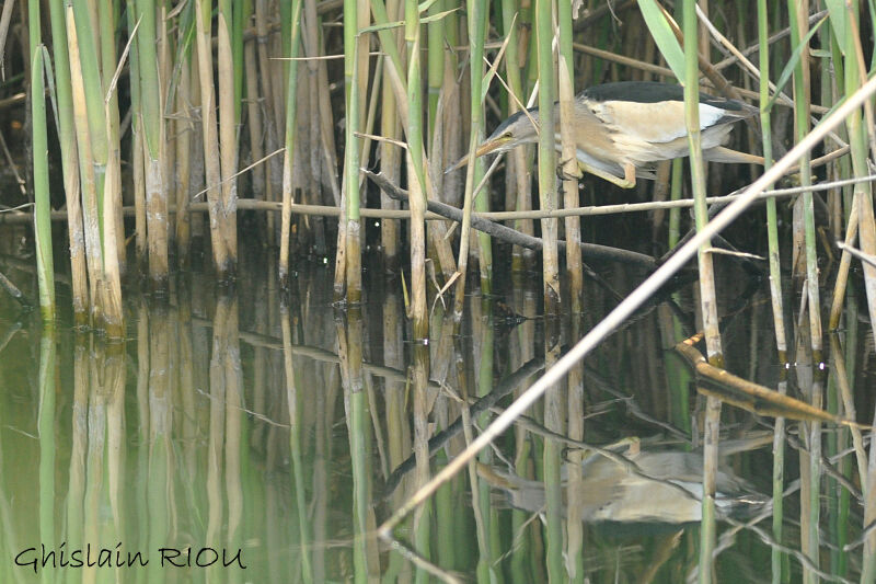 Little Bittern male