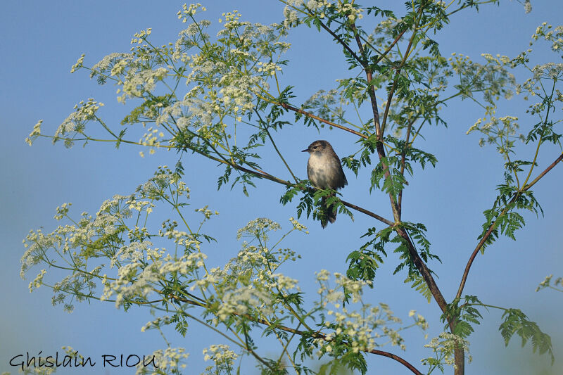 Cetti's Warbler