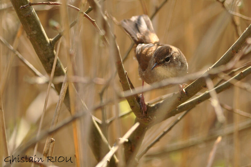 Cetti's Warbler