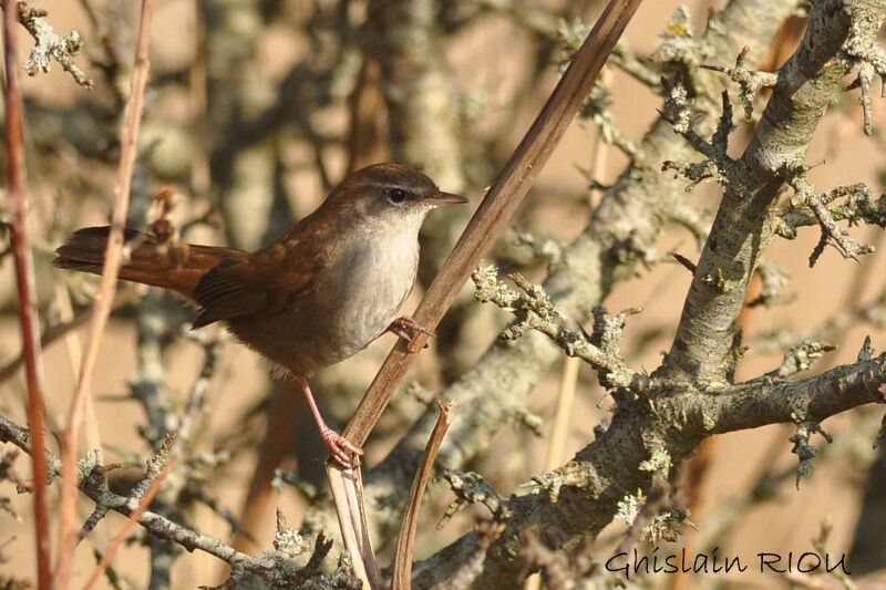 Cetti's Warbler