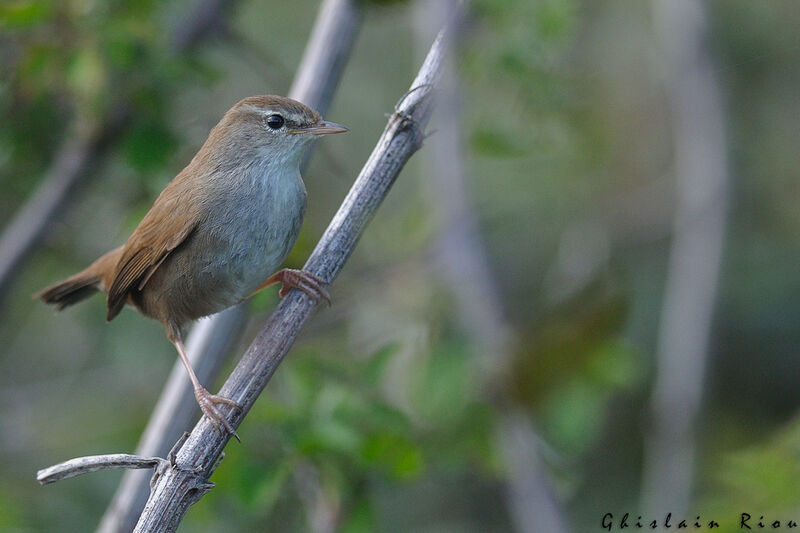 Cetti's Warbler