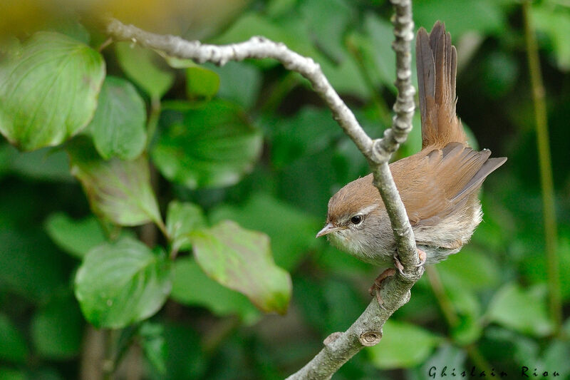 Cetti's Warbler