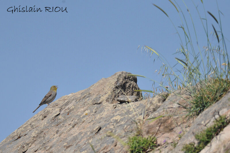 Cinereous Bunting male adult