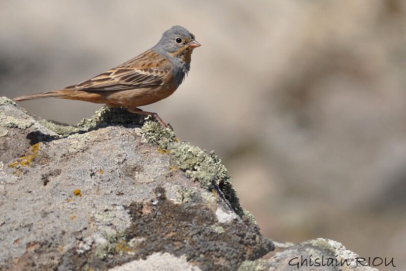 Cretzschmar's Bunting