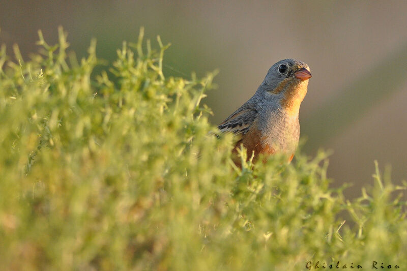 Cretzschmar's Bunting male adult