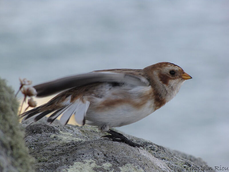 Snow Bunting