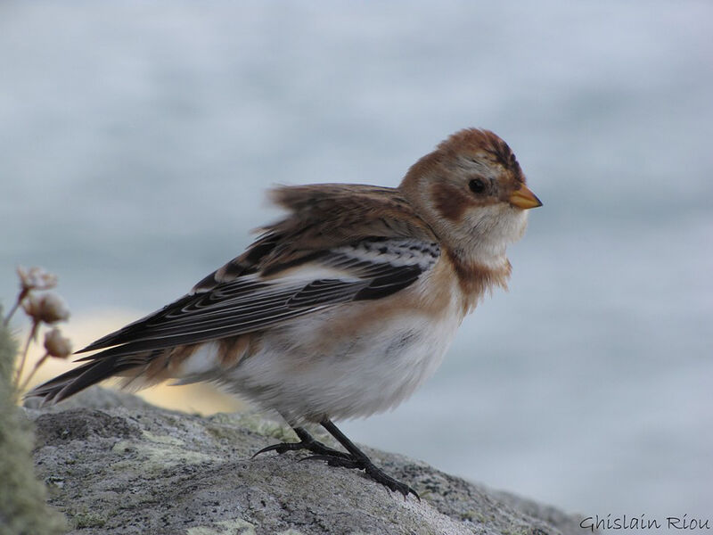 Snow Bunting