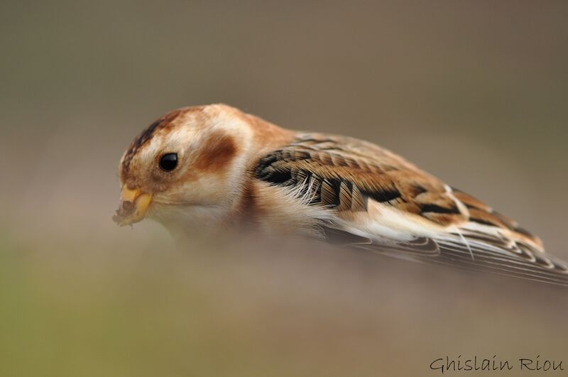 Snow Bunting