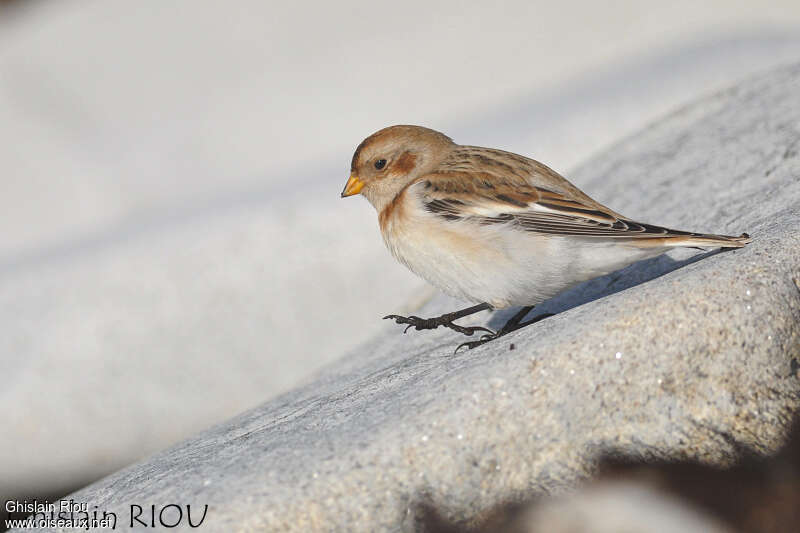 Bruant des neiges femelle adulte internuptial, identification