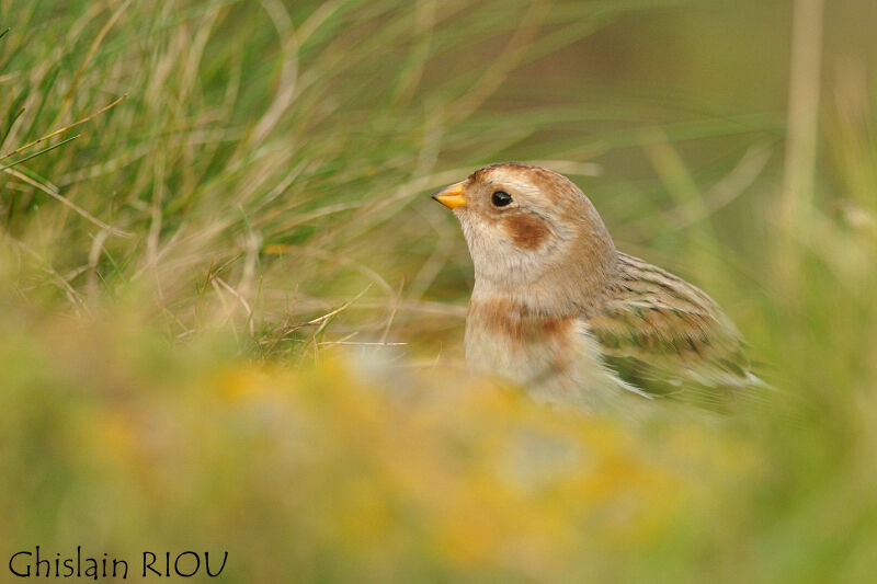 Snow Bunting