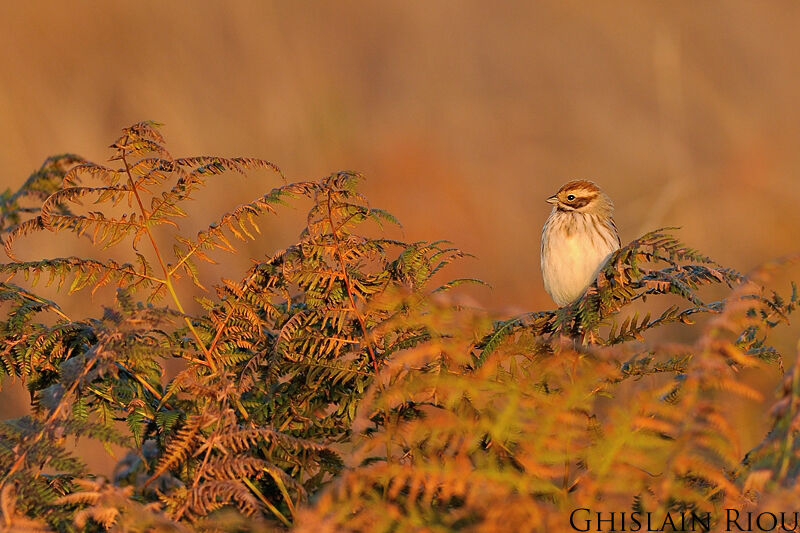 Common Reed Bunting