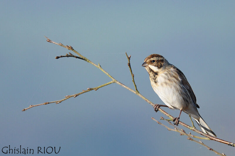 Common Reed Bunting