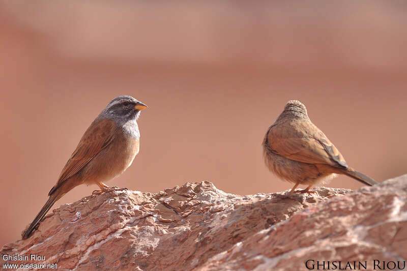 Bruant du Sahara mâle adulte, identification