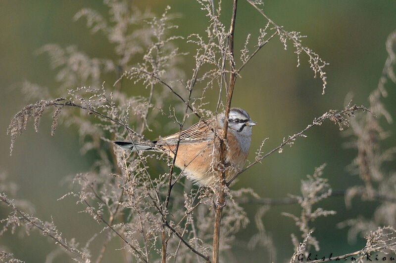 Rock Bunting male