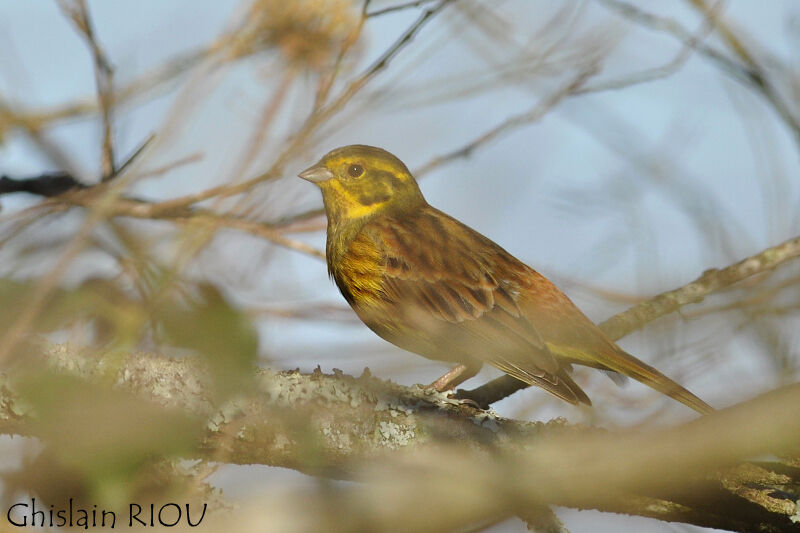 Yellowhammer