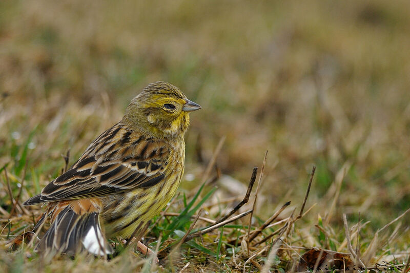 Bruant jaune