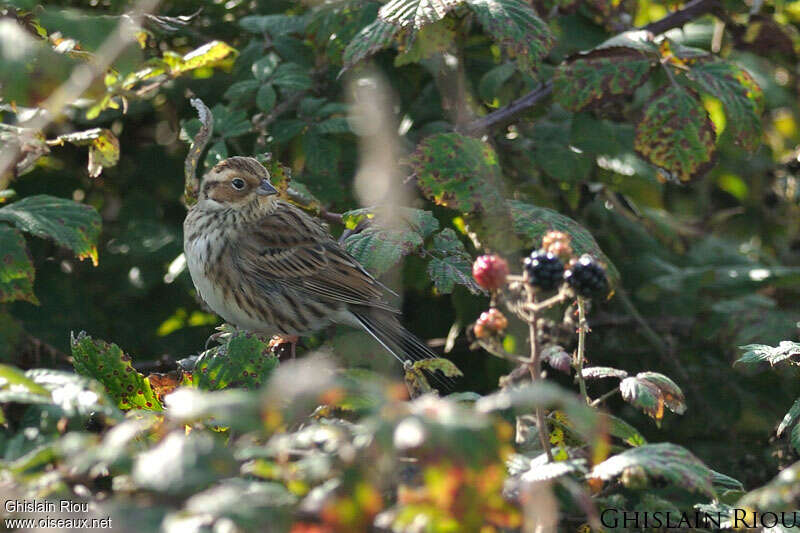 Bruant nain1ère année, identification